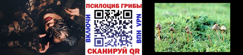 купить наркотик  Долгопрудный  Псилоцибиновые грибы Psilocybe 